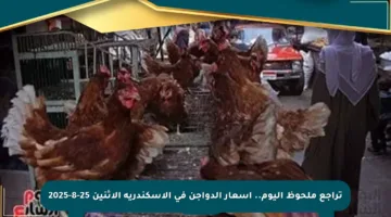 تراجع ملحوظ اليوم.. أسعار الدواجن في الإسكندرية الاثنين 25-8-2025